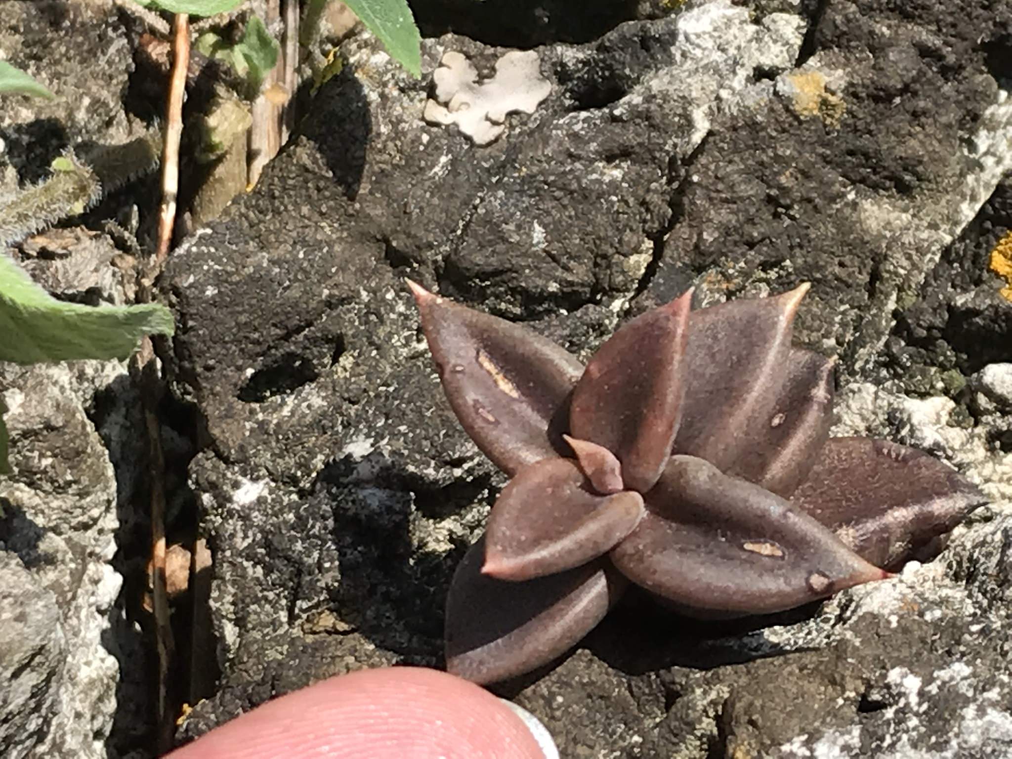 Lenophyllum acutifolium